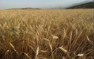 واگذاری اراضی کشاورزی برای تولید مسکن ممنوع است