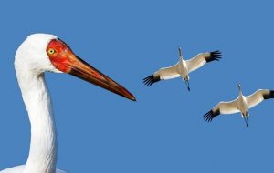وقتی از « امید » حرف می‌زنیم ، از چه حرف می‌زنیم ؟