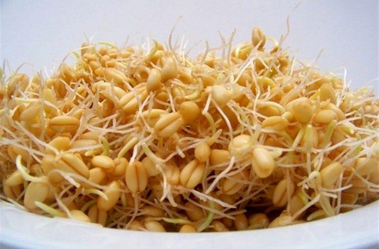 به جای کاشت مو این جوانه را مصرف کنید / تا عید نوروز موهای درهم تنیده داشته باشید